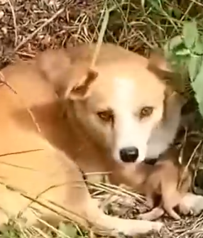 Part2 Animals Rescue #dogrescue #rescuedog #dogsofttiktok #foryoupage #foryou #dogs