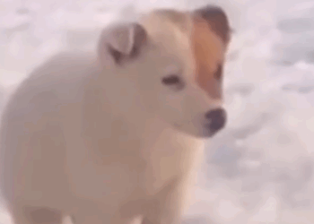 Part2 Animals Rescue #dogrescue #rescuedog #dogsofttiktok #foryoupage #foryou #dogs