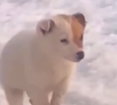 Part2 Animals Rescue #dogrescue #rescuedog #dogsofttiktok #foryoupage #foryou #dogs