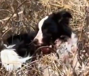 Part2 Animals Rescue #dogrescue #rescuedog #dogsofttiktok #foryoupage #foryou #dogs