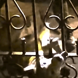 Part2 Animals Rescue #dogrescue #rescuedog #dogsofttiktok #foryoupage #foryou #dogs