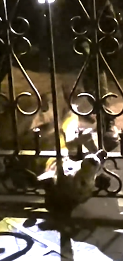 Part2 Animals Rescue #dogrescue #rescuedog #dogsofttiktok #foryoupage #foryou #dogs