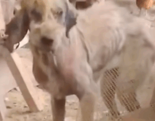 Part2 Animals Rescue #dogrescue #rescuedog #dogsofttiktok #foryoupage #foryou #dogs