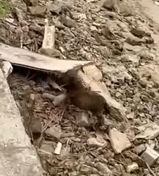 Part2 Animals Rescue #dogrescue #rescuedog #dogsofttiktok #foryoupage #foryou #dogs