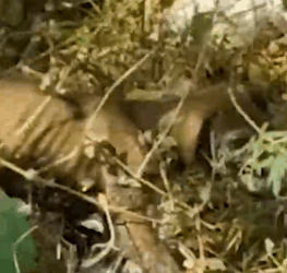 Part2 Animals Rescue #dogrescue #rescuedog #dogsofttiktok #foryoupage #foryou #dogs