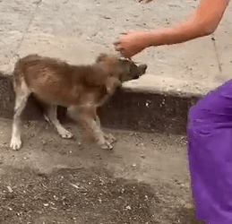 Part2 Animals Rescue #dogrescue #rescuedog #dogsofttiktok #foryoupage #foryou #dogs