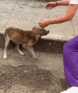 Part2 Animals Rescue #dogrescue #rescuedog #dogsofttiktok #foryoupage #foryou #dogs