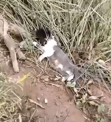 Found in a burnt house—barely alive_part2