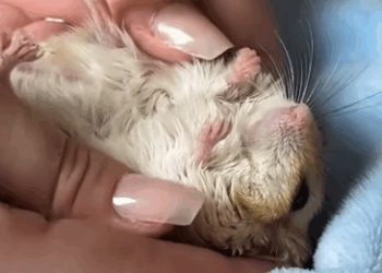 Part2 Animals Rescue #dogrescue #rescuedog #dogsofttiktok #foryoupage #foryou #dogs