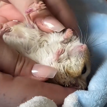 Part2 Animals Rescue #dogrescue #rescuedog #dogsofttiktok #foryoupage #foryou #dogs