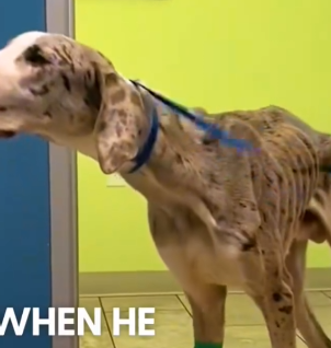 Emaciated Great Dane Grows Up Into Biggest Boy_part2