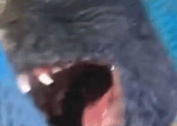 Part2 Animals Rescue #dogrescue #rescuedog #dogsofttiktok #foryoupage #foryou #dogs