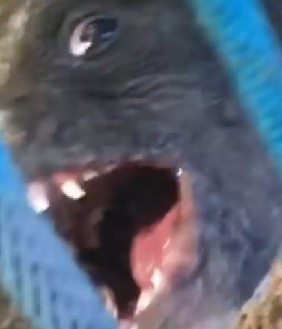 Part2 Animals Rescue #dogrescue #rescuedog #dogsofttiktok #foryoupage #foryou #dogs