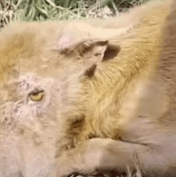 Part2 Animals Rescue #dogrescue #rescuedog #dogsofttiktok #foryoupage #foryou #dogs