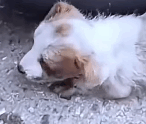 Part2 Animals Rescue #dogrescue #rescuedog #dogsofttiktok #foryoupage #foryou #dogs