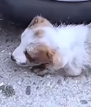 Part2 Animals Rescue #dogrescue #rescuedog #dogsofttiktok #foryoupage #foryou #dogs