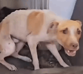 Part2 Animals Rescue #dogrescue #rescuedog #dogsofttiktok #foryoupage #foryou #dogs