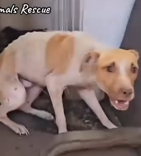 Part2 Animals Rescue #dogrescue #rescuedog #dogsofttiktok #foryoupage #foryou #dogs