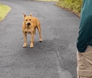 Part2 Animals Rescue #dogrescue #rescuedog #dogsofttiktok #foryoupage #foryou #dogs