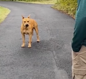 Part2 Animals Rescue #dogrescue #rescuedog #dogsofttiktok #foryoupage #foryou #dogs