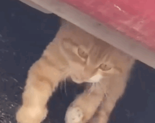 Part2 Animals Rescue #dogrescue #rescuedog #dogsofttiktok #foryoupage #foryou #dogs