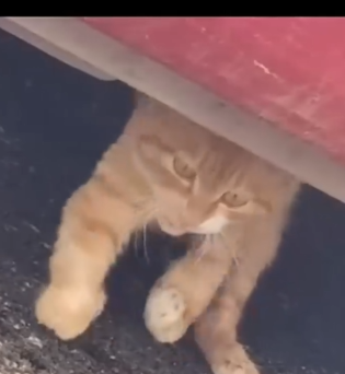 Part2 Animals Rescue #dogrescue #rescuedog #dogsofttiktok #foryoupage #foryou #dogs