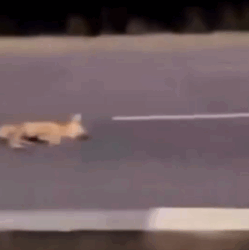 Part2 Animals Rescue #dogrescue #rescuedog #dogsofttiktok #foryoupage #foryou #dogs