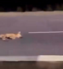 Part2 Animals Rescue #dogrescue #rescuedog #dogsofttiktok #foryoupage #foryou #dogs