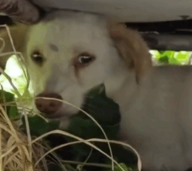 Part2 Animals Rescue #dogrescue #rescuedog #dogsofttiktok #foryoupage #foryou #dogs