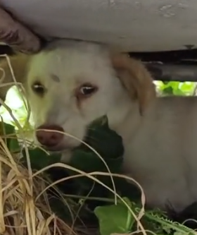 Part2 Animals Rescue #dogrescue #rescuedog #dogsofttiktok #foryoupage #foryou #dogs