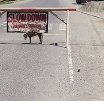 Part2 Animals Rescue #dogrescue #rescuedog #dogsofttiktok #foryoupage #foryou #dogs