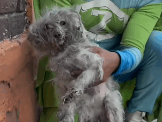 Part2 Animals Rescue #dogrescue #rescuedog #dogsofttiktok #foryoupage #foryou #dogs