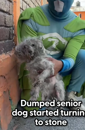 Part2 Animals Rescue #dogrescue #rescuedog #dogsofttiktok #foryoupage #foryou #dogs