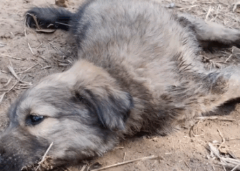 Part2 Animals Rescue #dogrescue #rescuedog #dogsofttiktok #foryoupage #foryou #dogs