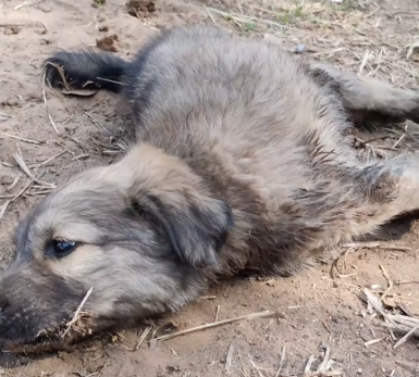 Part2 Animals Rescue #dogrescue #rescuedog #dogsofttiktok #foryoupage #foryou #dogs