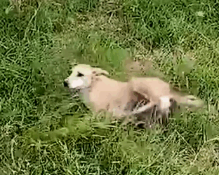 Part2 Animals Rescue #dogrescue #rescuedog #dogsofttiktok #foryoupage #foryou #dogs