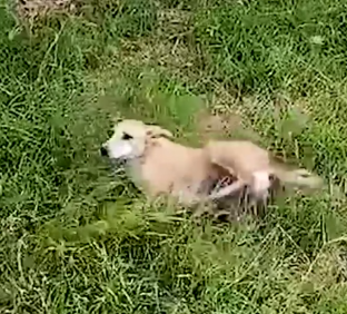 Part2 Animals Rescue #dogrescue #rescuedog #dogsofttiktok #foryoupage #foryou #dogs