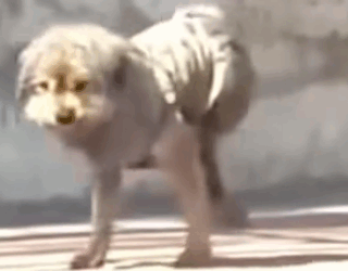 Part2 Animals Rescue #dogrescue #rescuedog #dogsofttiktok #foryoupage #foryou #dogs