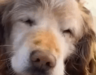 Part2 Animals Rescue #dogrescue #rescuedog #dogsofttiktok #foryoupage #foryou #dogs