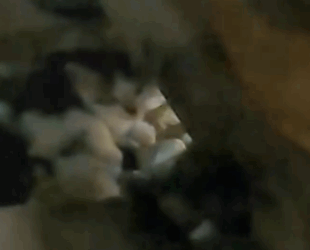 Part2 Animals Rescue #dogrescue #rescuedog #dogsofttiktok #foryoupage #foryou #dogs