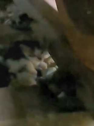 Part2 Animals Rescue #dogrescue #rescuedog #dogsofttiktok #foryoupage #foryou #dogs