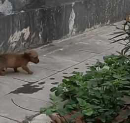 Animal left dying with no food, no water, no hope_part2