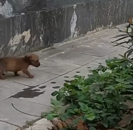 Animal left dying with no food, no water, no hope_part2