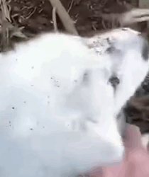 Part2 Animals Rescue #dogrescue #rescuedog #dogsofttiktok #foryoupage #foryou #dogs