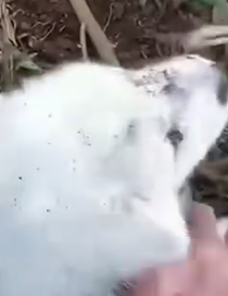 Part2 Animals Rescue #dogrescue #rescuedog #dogsofttiktok #foryoupage #foryou #dogs