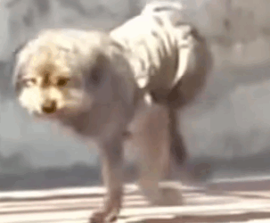 Part2 Animals Rescue #dogrescue #rescuedog #dogsofttiktok #foryoupage #foryou #dogs