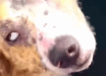 Part2 Animals Rescue #dogrescue #rescuedog #dogsofttiktok #foryoupage #foryou #dogs