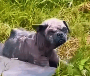 Part2 Animals Rescue #dogrescue #rescuedog #dogsofttiktok #foryoupage #foryou #dogs