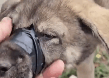 Part2 Animals Rescue #dogrescue #rescuedog #dogsofttiktok #foryoupage #foryou #dogs