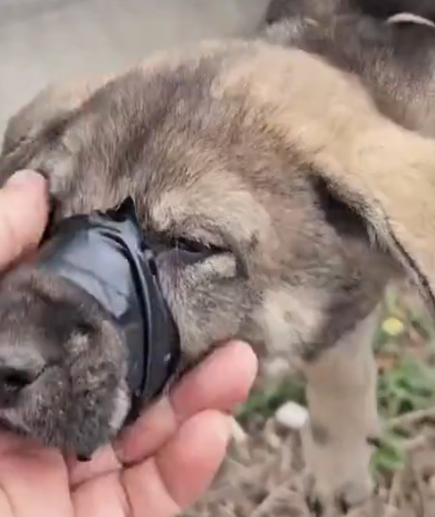 Part2 Animals Rescue #dogrescue #rescuedog #dogsofttiktok #foryoupage #foryou #dogs